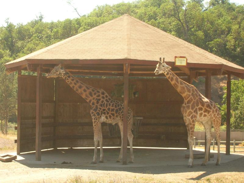 Safari Village Train Ride